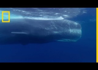 The Sperm Whale Is The Largest Toothed Predator In The World