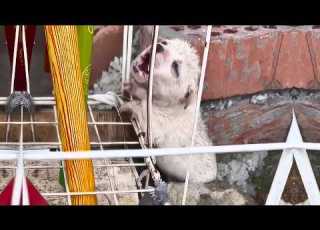  Abandoned Stray Puppy Howled For Help For 3 Days The Only Survivor Of The Three