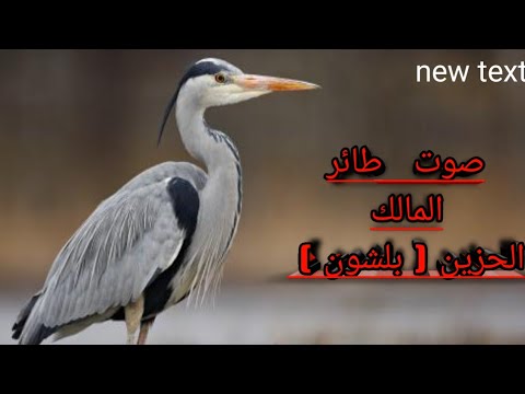 صوت طائر المالك الحزين بلشون
