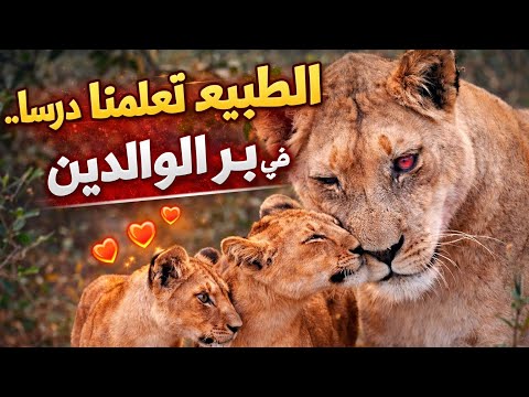 حين يشتد قانون الغابة قسوة يعل منا بر الوالدين أن الإنسانية أقوى من كل القوانين حين يشتد قانون الغابة قسوة يعل منا بر الوالدين أن الإنسانية أقوى من كل القوانين