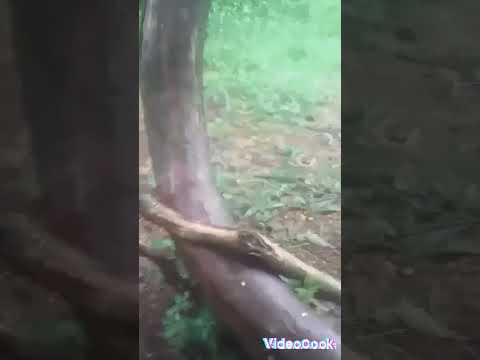 7 Tea Hasalina Nina Nona Nina Wana Toka Tara Hawa Shamane Ahnmal Dua