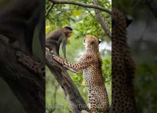 Cheetah Vs Monkey Monkey Wildlife Wildanimal Nature Naturelovers Shorts Cheetha Funny