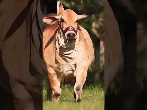 COMEDY TAZAMA NGOMBE AKIKIMBIWA Bulldodging Funny Comedyshorts COMEDY TAZAMA NGOMBE AKIKIMBIWA Bulldodging Funny Comedyshorts