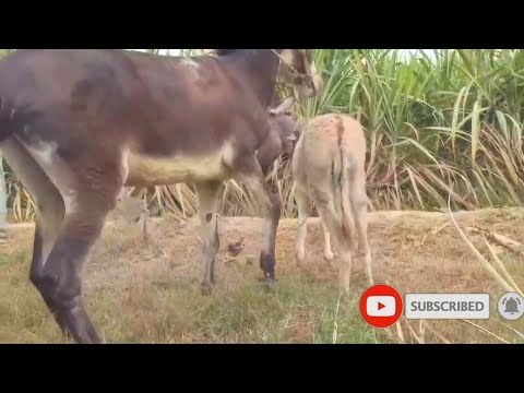 Donkey Mating First Time Animals Mating New Compilation Donkey Mating تزاوج الحمير تزاوج الح