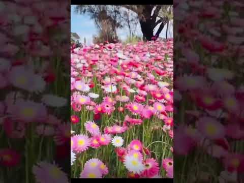 نانسي عجرم فكرت اهديكي دهب مشغول