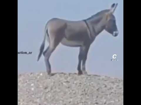 رياكشن وقفة بطل دون الوطن درع واحسان