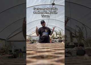  CACTUS MARKET ATX MAY 11th Cactusquest HITS TEXAS