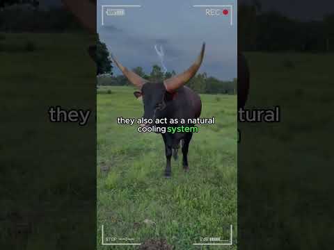 ANKOLE WATUSI CATTLE Biggest Bulls And Cow Cows Bulls Ankole