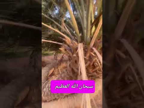 النخلة العجيبة