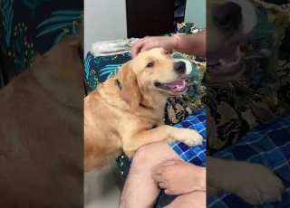 Simba Love His Master Very Much Simba Goldenretiever Doglover Shorts Clips Video