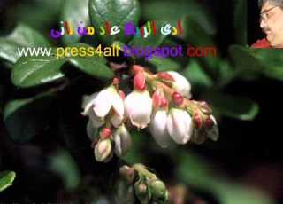 الربيع لفريد الاطرش اهديها لكم 2012 Wmv