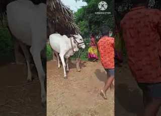 గ ప రదక షణ చ యడ వల ల ఏ జర గ త ద Viralvideo Trending Ytshorts Chaganti