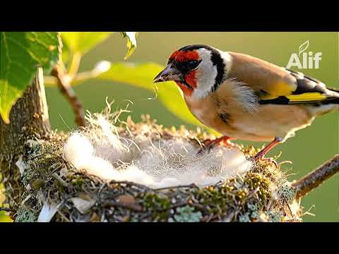 الفيلم الوثائقي الشامل أسرار تجهيز أنثى الحسون المقنين لبناء العش ووضع البيض في القفص