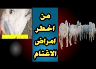  مرض ابو لغبوب في الغنم و علاج ابو جرجور او علاج مرض ابو لغبوب عند الاغنام