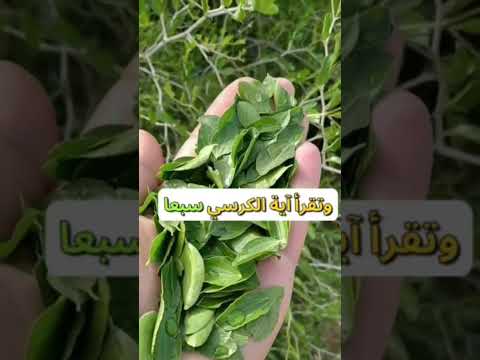 العلاج بورق السدر علاج وصفات طبيعية