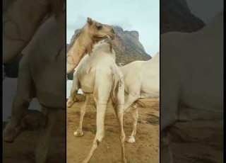 الجمال السوداني