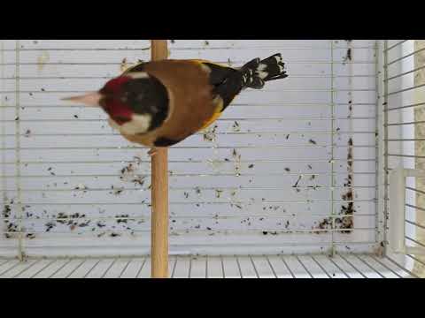 تغريد المقنين الخلوي الجزائري 2020 ڨالمة تغريد المقنين الخلوي الجزائري 2020 ڨالمة