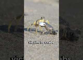  The Impossible Journey Of Baby Turtles