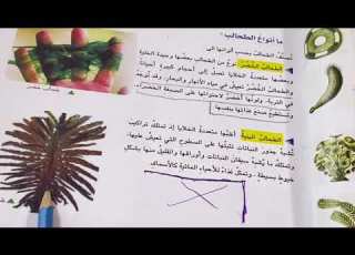 الطحالب علوم الصف الرابع الابتدائي ص ٢٦ مع حل الاسئلة ست مريم