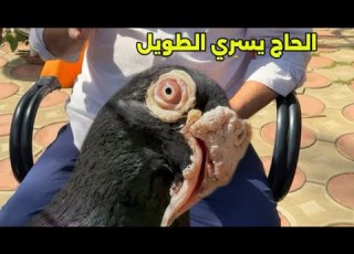  فرخ وإنتاج وتطوير الحمام المراسلة المصري مع الحاج يسري الطويل