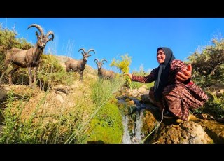  Mahrokh On The Highest Peaks A Magnificent Up Close View Of Mountain Goats