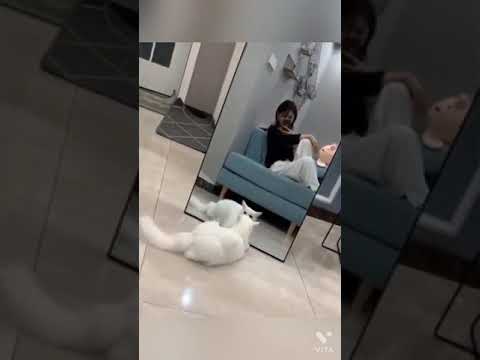 Funny Animals Make You Laugh Waptrick Watch Stress Reliever Shorts