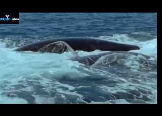 MFAHAMU NYANGUMI AINA YA SOUTHERN RIGHT WHALES