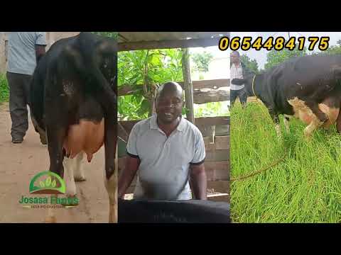 SECRETS THAT GIVE MR RICHARD SUCCESS IN HIS CATTLE FARMING PART 1 SECRETS THAT GIVE MR RICHARD SUCCESS IN HIS CATTLE FARMING PART 1