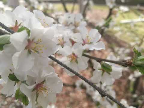 رائعة اللحن الجميل نغم السلام والحب لدين السلام ومناظر الطبيعه والجمال لرائع العالمي سامي يوسف