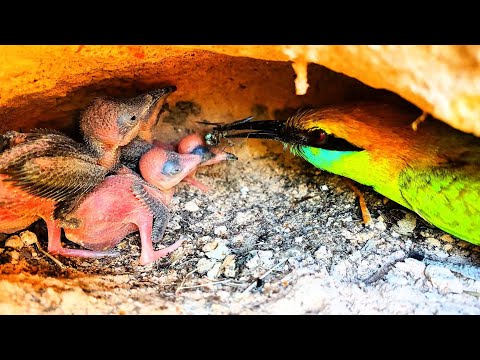 Amazing Green Bee Eater Catches Food In The Air To Feed Its Babies
