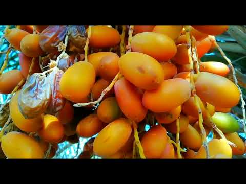 الفنانين المرحوم عبدالامير دريس عباس السحاقي اغنية لاتبچین یاعین