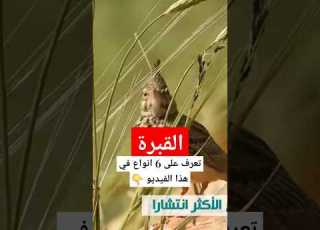  القبرة تعرف على اكثر انواع القبرة او القوبعة انتشارا نوافذ برية قوبعة قبرة