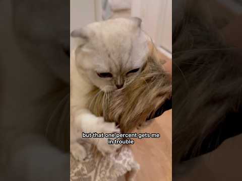 I Always Get In Trouble Kikicutekitty Trouble Crazycat Playfulcat Relatable Scottishfold