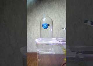 Unboxing Inverted Aquarium For Betta Shortfeed Ytshorts Trendingshorts Aquarium Pets