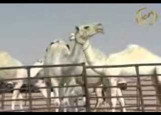 منقية الشيخ زيد بن رجا القرمازي آل عبيد السهلي