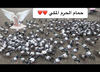 حمام الحرم المكي ماشاء الله