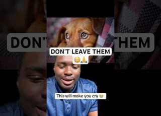  This Is What Your Dog Wishes You Knew