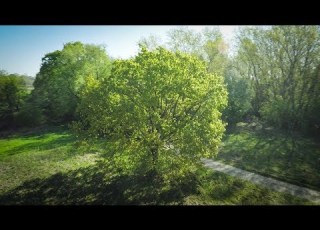 Tree In 4 Seasons Spring Summer Autumn Winter Aerial
