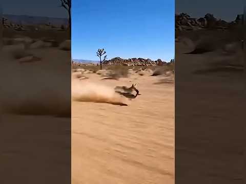 الطائر الذي يصطاد الثعابين بسرعة 50 كم ساعة