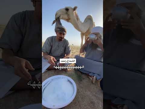 الشماغ راحت مع الابل