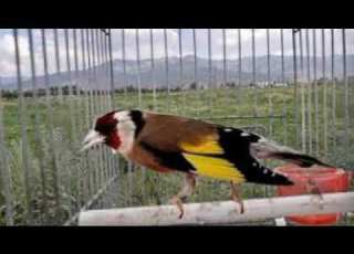  تغريد نادر جميل لطائر اون يعود ل 1985 هدية لعشاق طائر اون