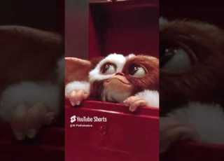 GIZMO Is The Cutest Pet You Could Ever Have Gremlins 2 The New Batch 1990