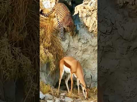 The Gazelle Had No Idea The Leopard Was Right Behind Shorts Animalshorts Wildlife