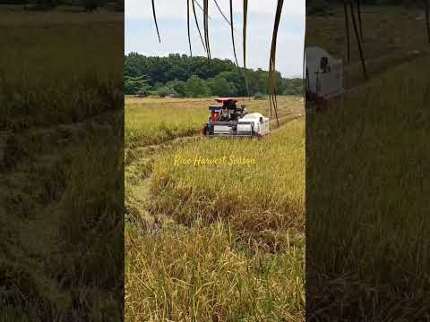 Rice Harvesting Season Palay Ricefarming Farmer Harvester