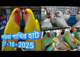  Garia Bird Market গড য প খ র হ ট Garia Bird Market Price Garia Pakhi Market Price Update