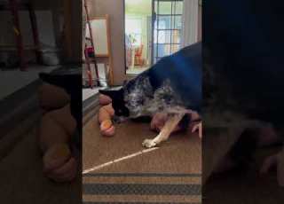 Be Honest Would Your Dog Pass This Test Doglover Funnydog Dogtreats Dogvideos Mansbestfriend