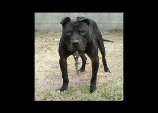 Apbt Of The Week What A Beauty The American Pitbull Terrier Breed Standard Game Dog