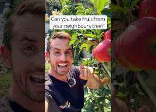  Can You Take Fruit From Your Neighbours Tree Garden Gardening
