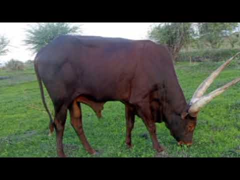 MDENDELA LUFUNZA HALUSI KWA MANILIZU 2025 BY MSAMBAZAJI LUFUNZA MANYANDA MDENDELA LUFUNZA HALUSI KWA MANILIZU 2025 BY MSAMBAZAJI LUFUNZA MANYANDA