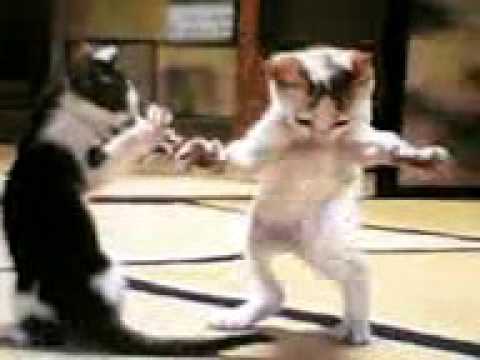 كيكي وهيا كيكي